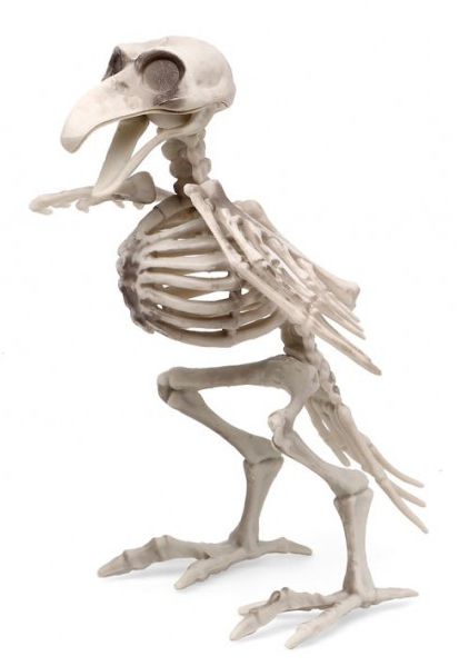 SCHELET VOGEL 19/12CM