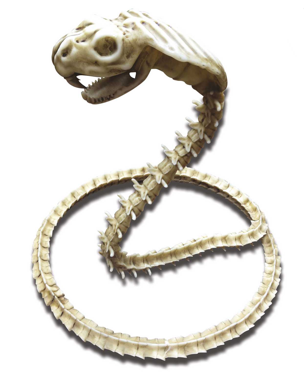 SKELET SLANG 50*43/13CM